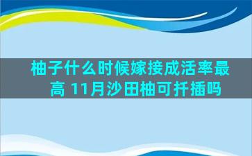 柚子什么时候嫁接成活率最高 11月沙田柚可扦插吗